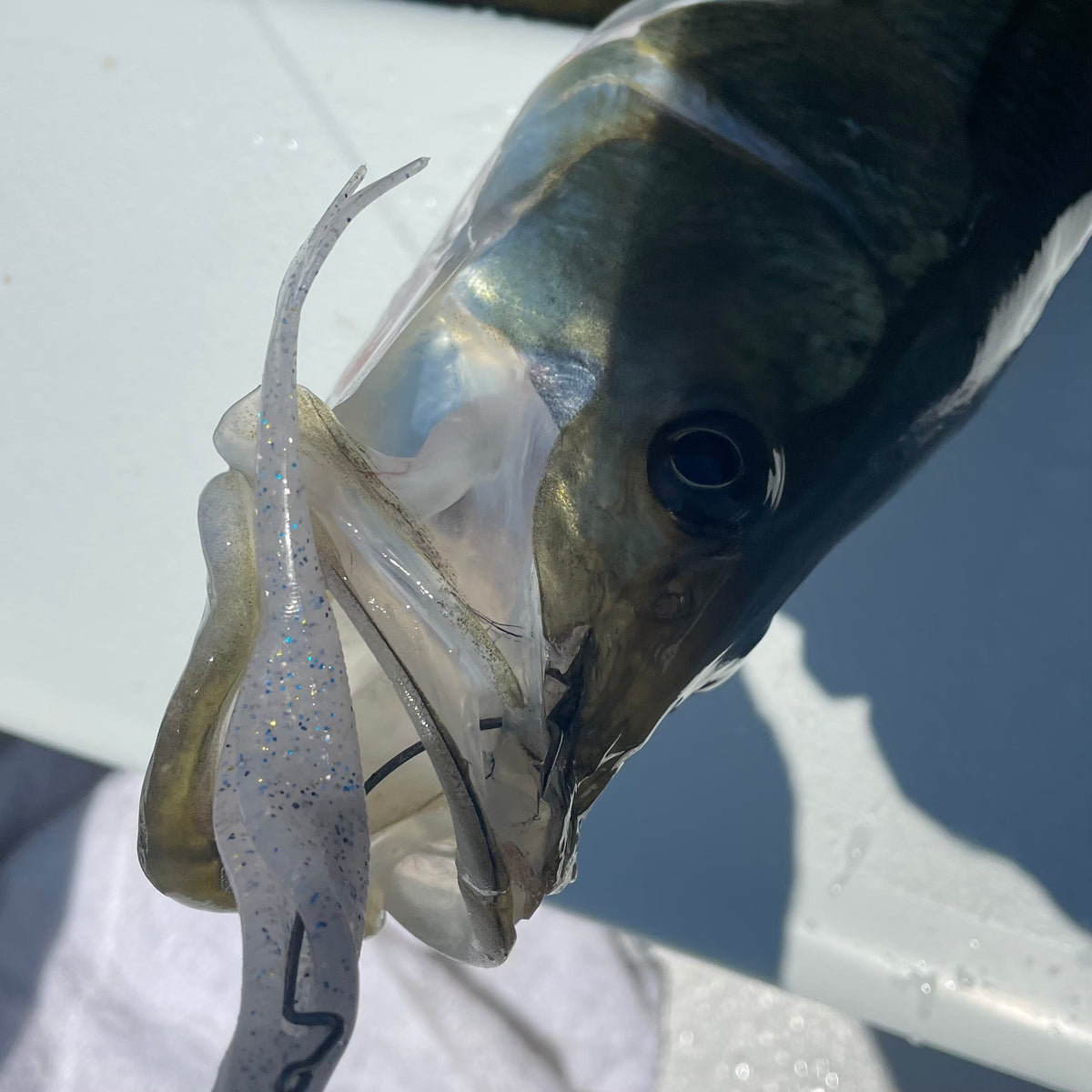 Inshore Saltwater Guide Collection