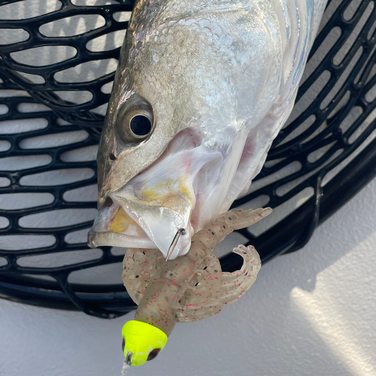 Inshore Saltwater Guide Collection