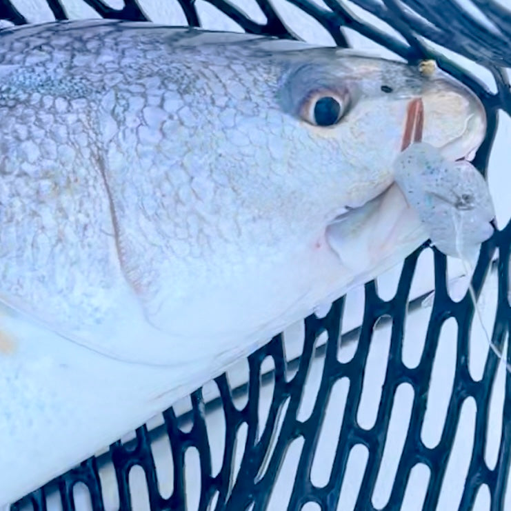 Inshore Saltwater Guide Collection