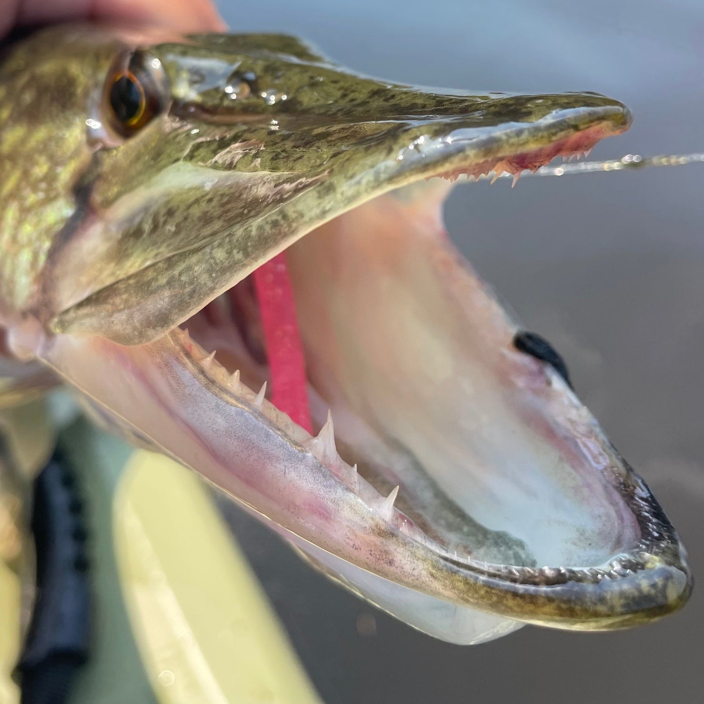 SEARIP FINESSE WORM 4” in 6 catching colors