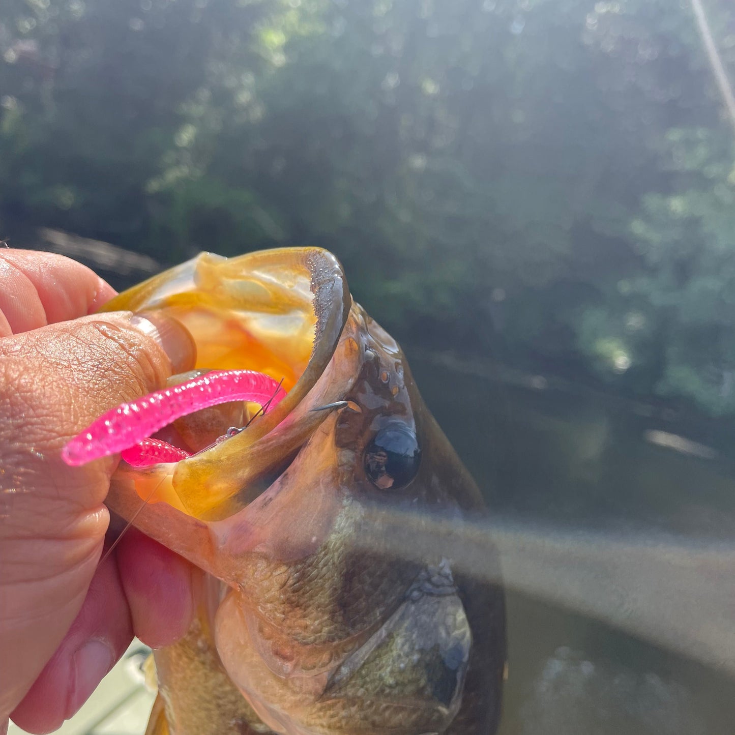 SEARIP FINESSE WORM 4” in 6 catching colors