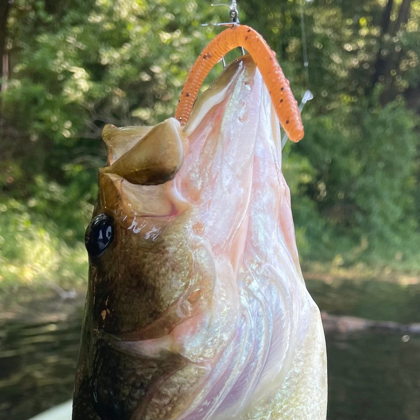 SEARIP FINESSE WORM 4” in 6 catching colors