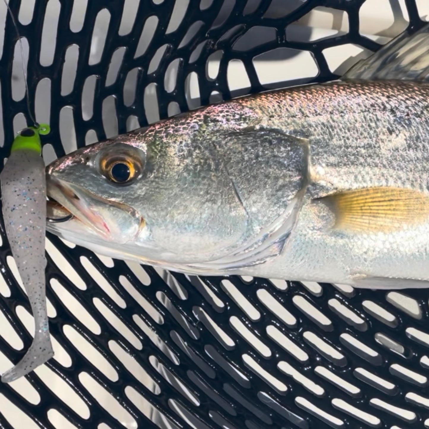 SEARIP 3” PADDLE TAIL